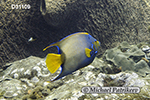 Queen Angelfish (Holacanthus ciliaris)